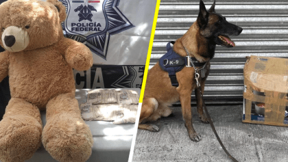 Pasó en Guadalajara: hallan 200 mil pesos dentro de un oso de peluche