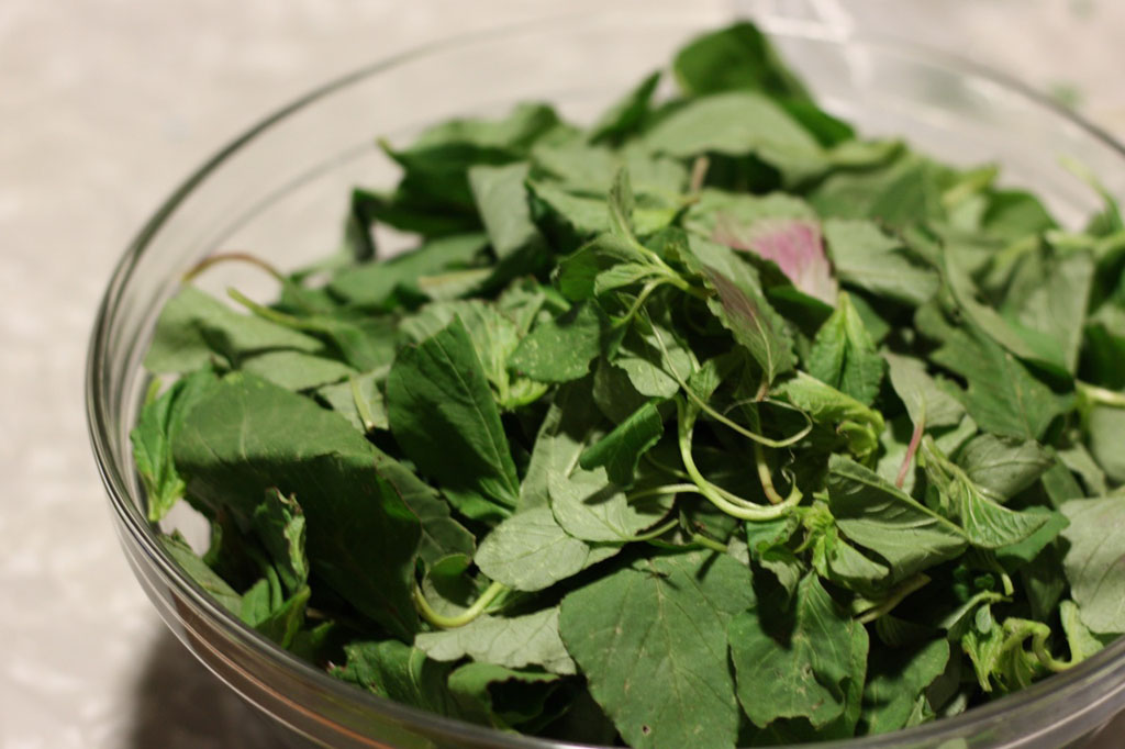 Quelite, la planta tradicional mexicana podría ayudarte a combatir la gastritis