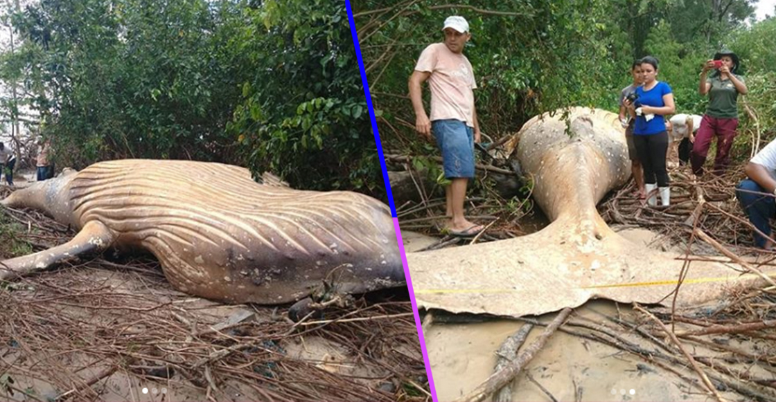 Una ballena fue hallada muerta en medio del Amazonas y nadie se explica cómo llegó ahív