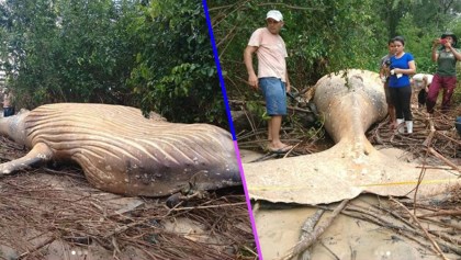 Una ballena fue hallada muerta en medio del Amazonas y nadie se explica cómo llegó ahív
