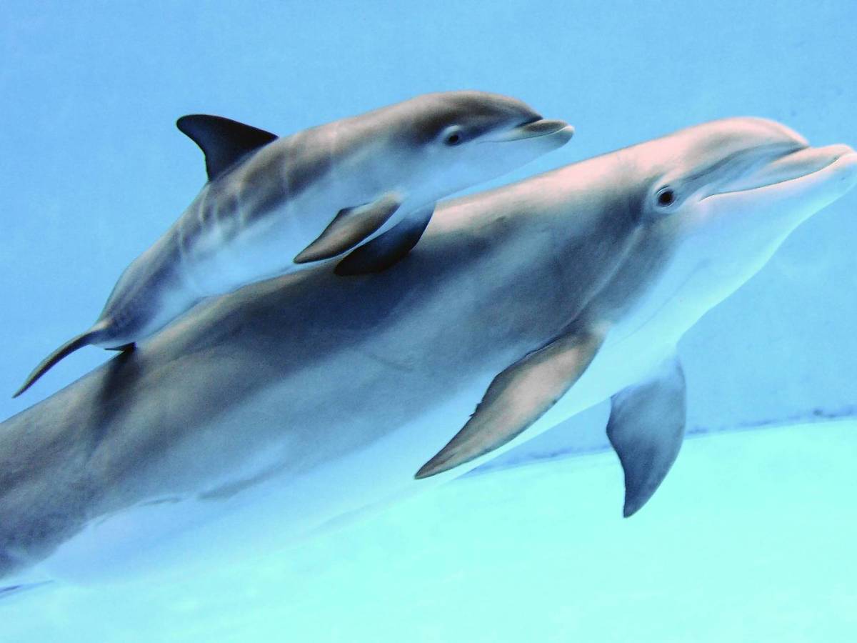 delfines-muertos-mozambique