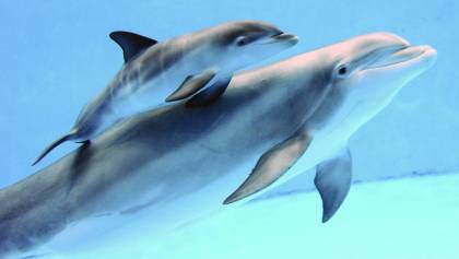 delfines-muertos-mozambique
