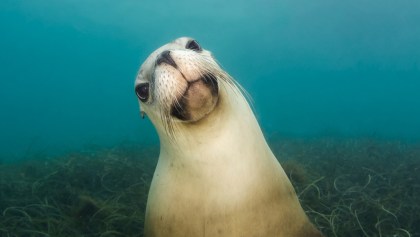investigadores-encuentran-usb-heces-foca