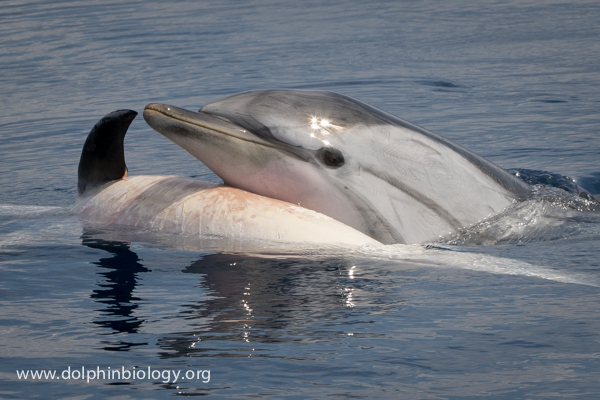 El emotivo adiós de una madre delfín a su cría muerta