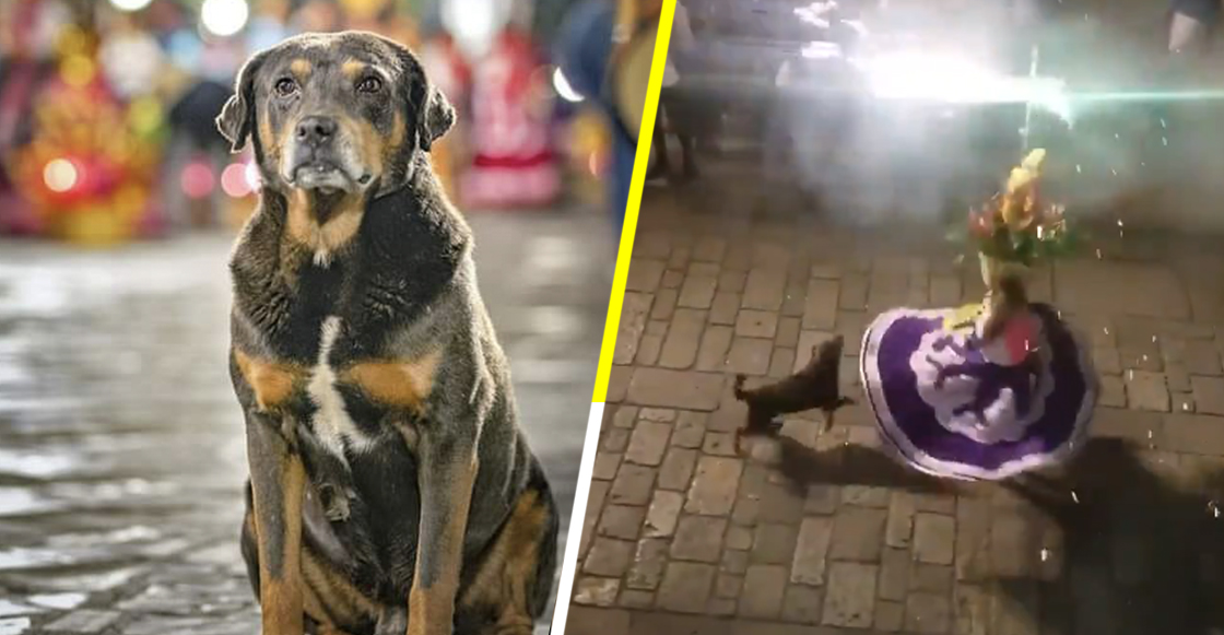 Él es Mazapán, el perrito oaxaqueño que ama el baile y los fuegos pirotécnicos