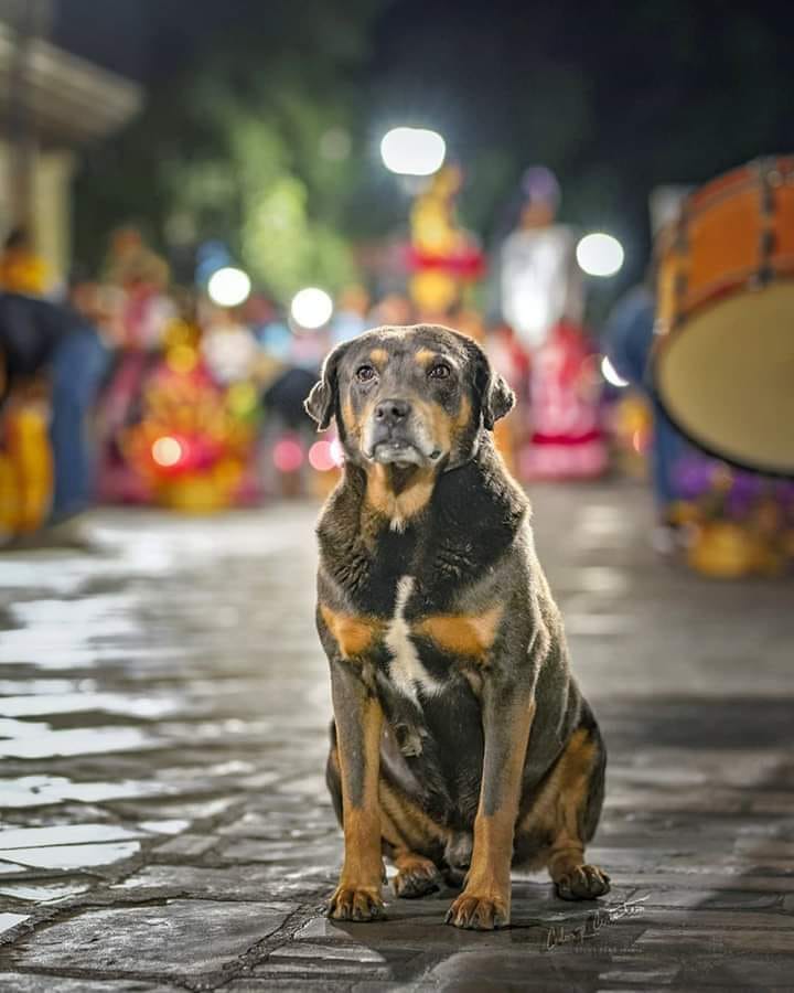 ¿Se acuerdan de "Mazapán"? Reaparece el perrito en celebraciones de la Guelaguetza 2022