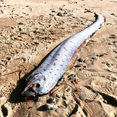 Si las leyendas del pez remo son ciertas, podría haber un Tsunami en Japón