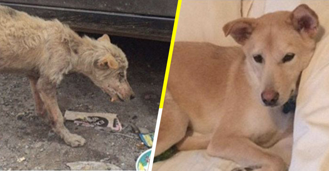 Hermosas transformaciones: 11 fotos de perritos antes y después de ser adoptados