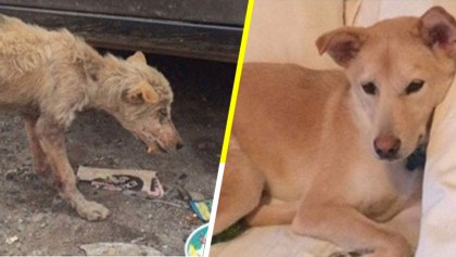 Hermosas transformaciones: 11 fotos de perritos antes y después de ser adoptados