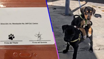 Mueran de ternura: Una agencia de autos "contrató" a dos perritos como guardias de seguridad