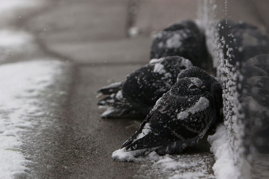 Después de las fuertes tormentas de nieve, a las aves no les queda de otra, más que protegerse entre ellas mismas, acurrucándose entre sí, para generar un poco de calor, en el helado invierno de Búfalo, Nueva York.