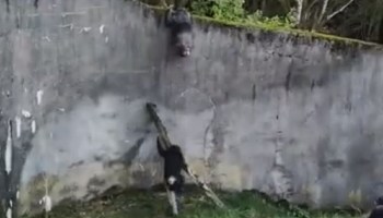 Chimpancés escapan de un zoológico