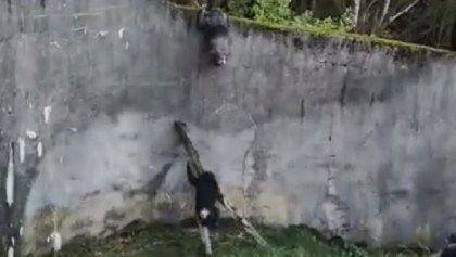 Chimpancés escapan de un zoológico