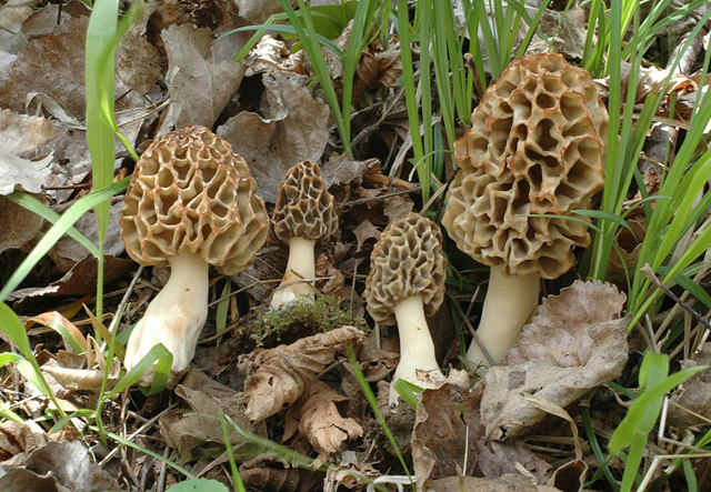 El restaurante “Riff” con una estrella Michellín, mató a una persona e intoxicó a  29  más 