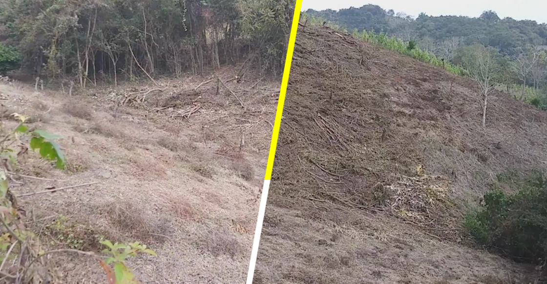 Por recursos, campesinos deforestan sus parcelas, denuncia asociación civil