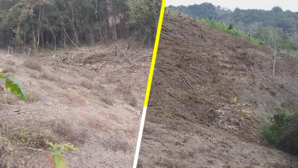 Por recursos, campesinos deforestan sus parcelas, denuncia asociación civil