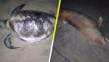 En Guerrero, hallan tortugas y un delfín muertos en la costa de Coyuca de Benítez