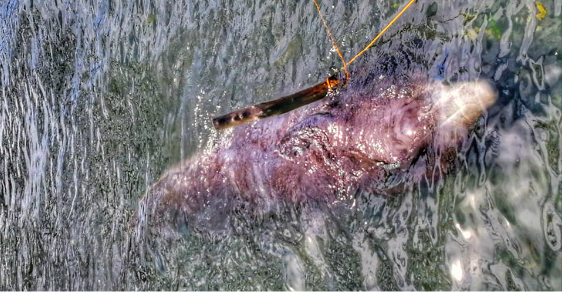 Encuentran ballena en Filipinas con 40 kg de plástico en el estómago