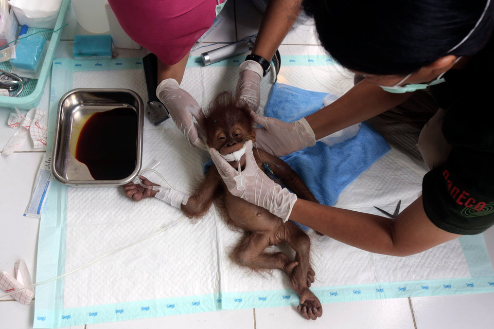 Mundo enfermo y triste: Orangután en peligro de extinción queda ciego tras recibir 74 disparos