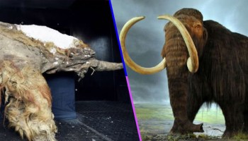 ¡¿Cómo?! Científicos en Japón lograron activar las células de un mamut de hace 28 mil años