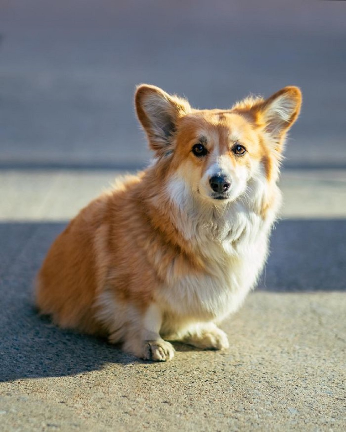 Corgi - Pósters de películas conocidas
