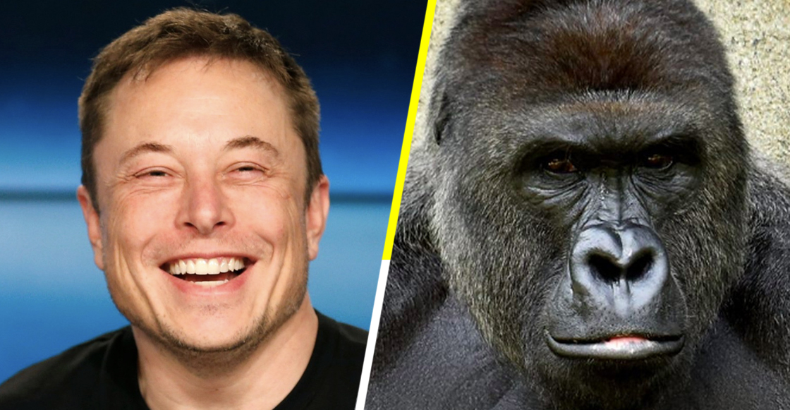 Coches eléctricos, viajes espaciales y ahora Elon Musk lanza el rap de Harambe