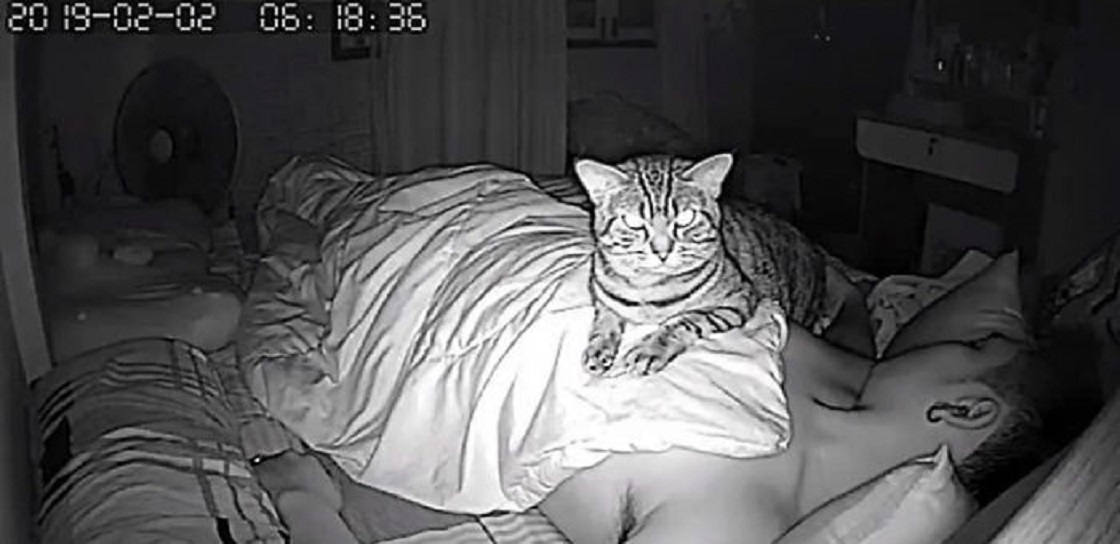 Gato grabado mientras su dueño duerme