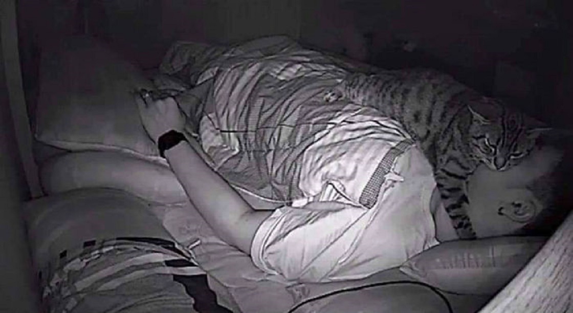 Gato grabado mientras su dueño duerme