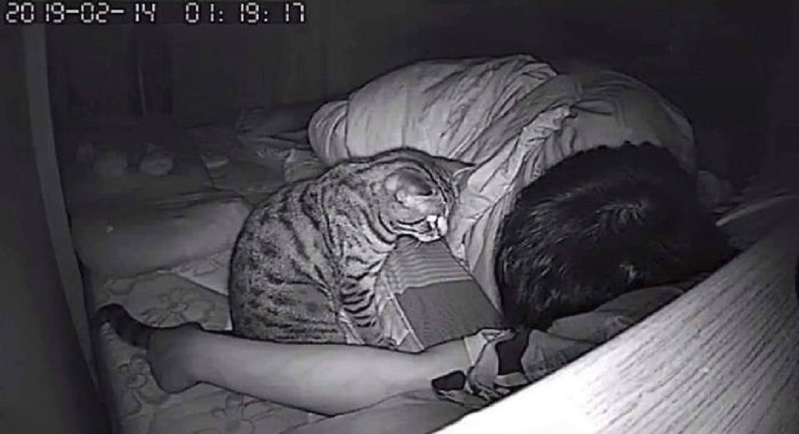 Gato grabado mientras su dueño duerme