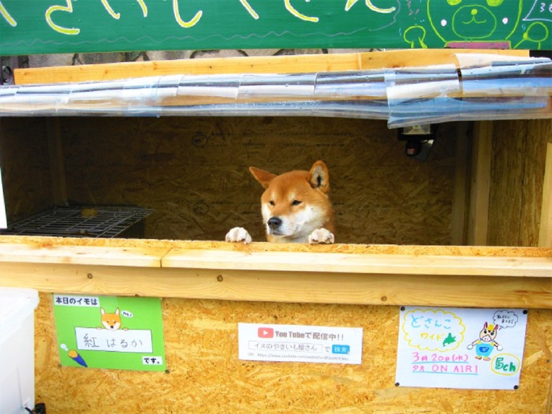 El perrito que atiende un puesto de papas en Japón