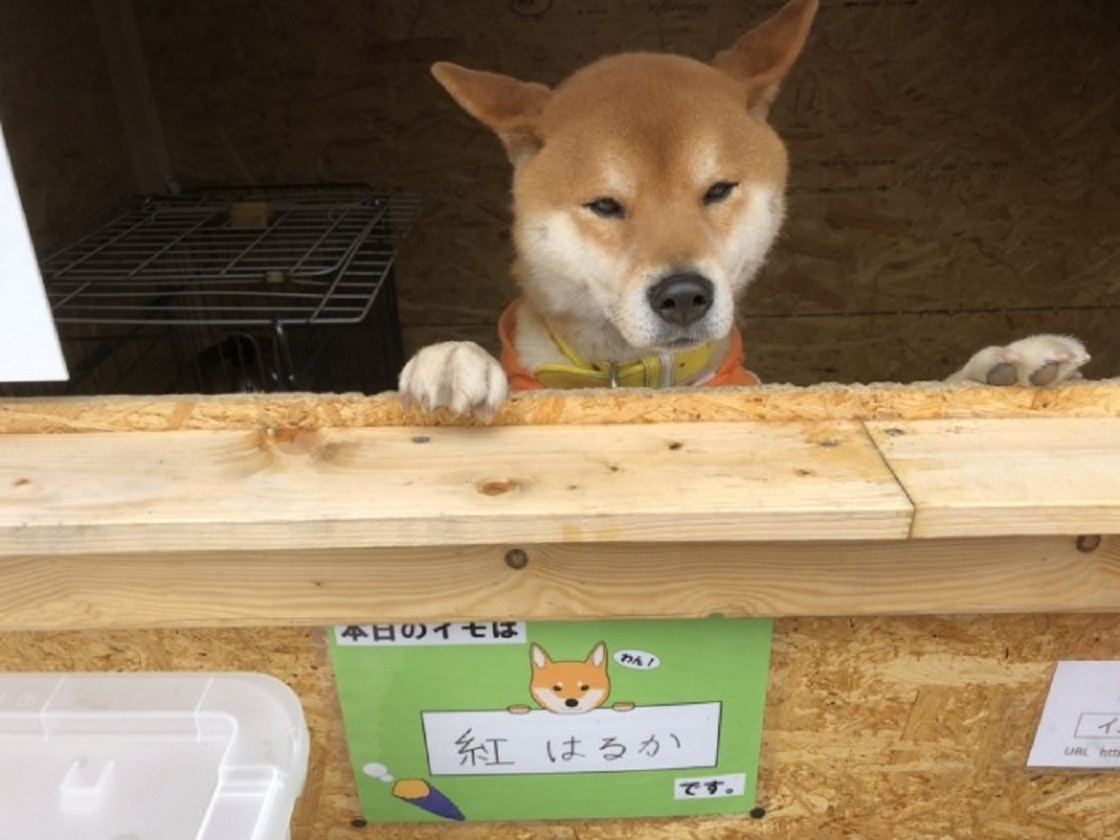 El perrito que atiende un puesto de papas en Japón