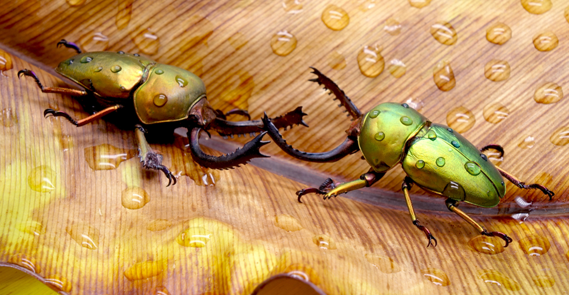 Yoda, Darwin, Astérix y Obélix: Los nombres de los nuevos escarabajos descubiertos en la India