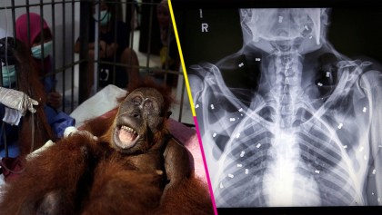 Mundo enfermo y triste: Orangután en peligro de extinción queda ciego tras recibir 74 disparos