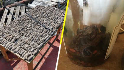 Mundo enfermo y triste: Aseguran mil 300 pepinos de mar y caballitos de mar en CDMX
