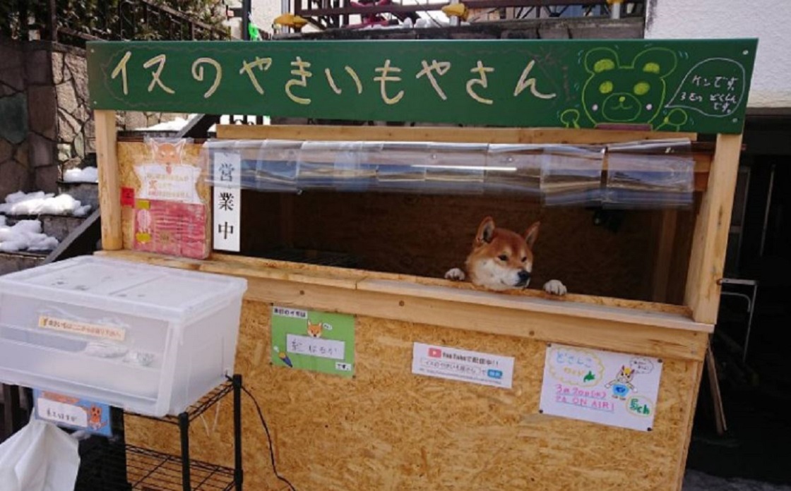 El perrito que atiende un puesto de papas en Japón