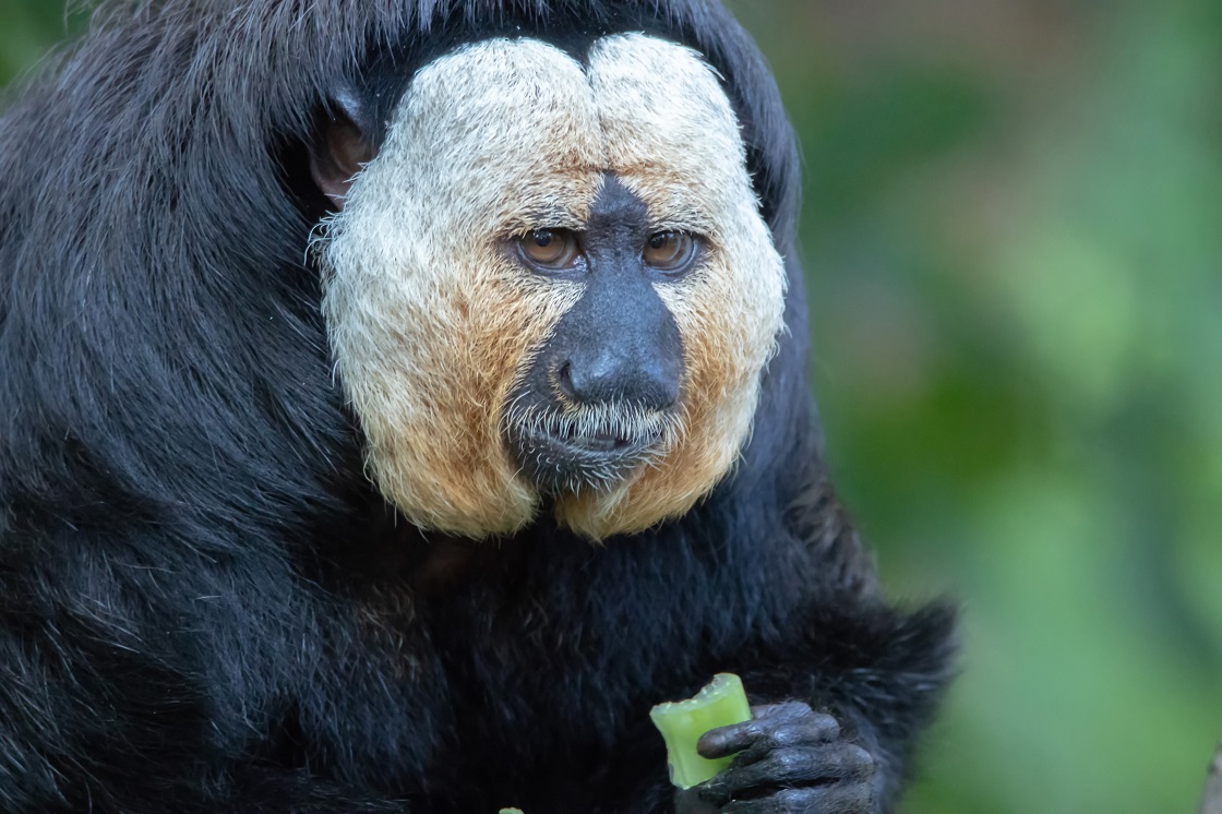 Sakí de Cara Blanca - Mono de Sudamérica