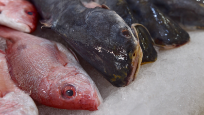 GatoxLiebre: Estudio expone el fraude en México en la comida del mar