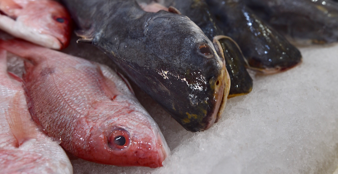 GatoxLiebre: Estudio expone el fraude en México en la comida del mar