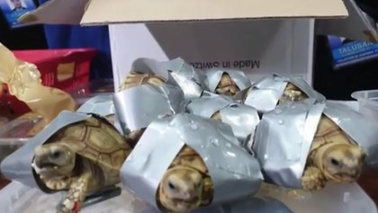 Tortugas incautadas en Filipinas