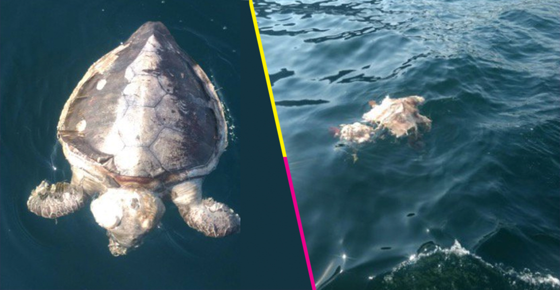 Profepa investiga las causas de muerte de al menos 101 tortugas en la costa de Guerrero