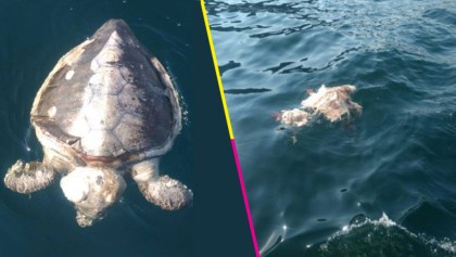Profepa investiga las causas de muerte de al menos 101 tortugas en la costa de Guerrero