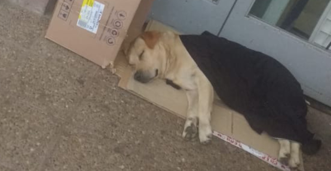 Él es Toto, el perrito labrador que espera afuera del hospital a su dueño fallecido