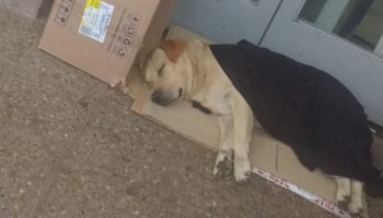 Él es Toto, el perrito labrador que espera afuera del hospital a su dueño fallecido