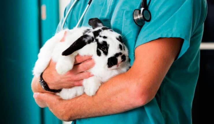 ¡Hip-Hip, Hurray! Estudiantes de la UNAM dejarán de usar animales para práctica de cirugías 