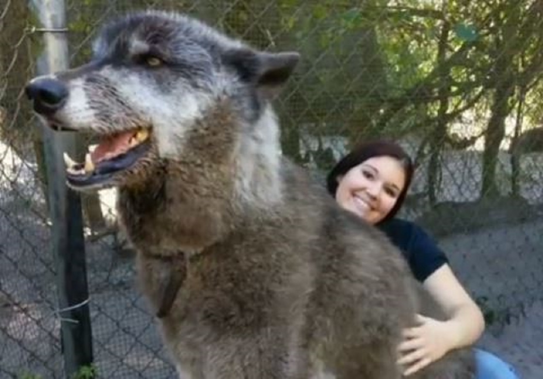 Conoce a Yuki, el Wolfdog que es tan grande que se hizo viral por