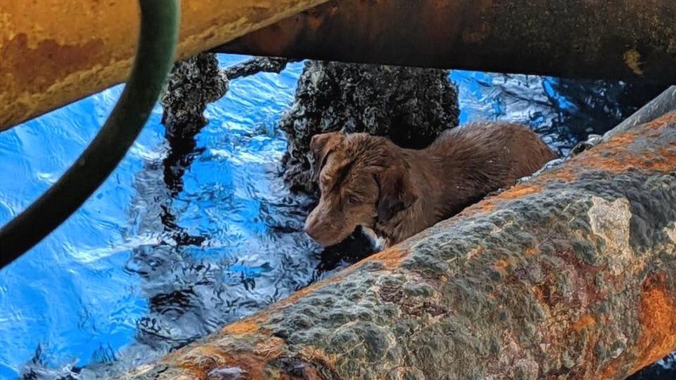 WTF? Encontraron a un perro nadando a más de 200 kilómetros de la costa