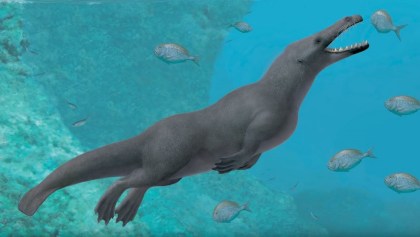 Ballena de cuatro patas de hace 43 millones de años