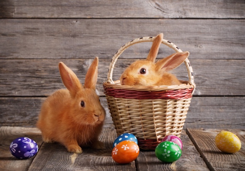 la historia del conejo y huevos de Pascua