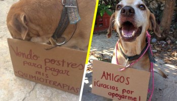 Él es Deko, el perrito que vende postres para poder pagar su quimioterapia