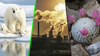 Día de la Tierra: ¿Por qué se extinguen algunos animales y plantas en México y el mundo?